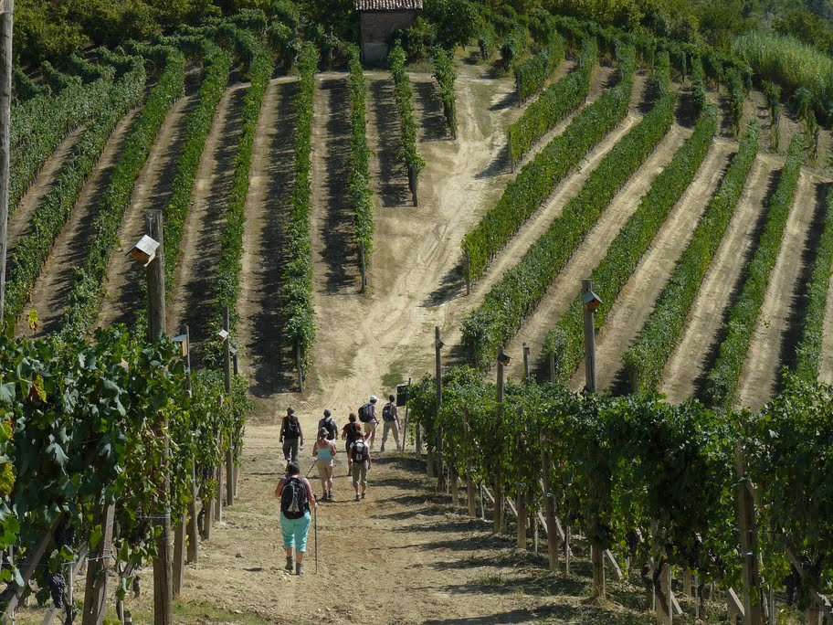 Wijnreis Piemonte