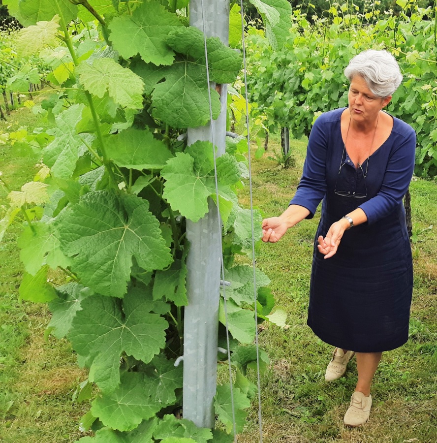 Jantiene Broersma vertelt vol passie over haar wijngaard
