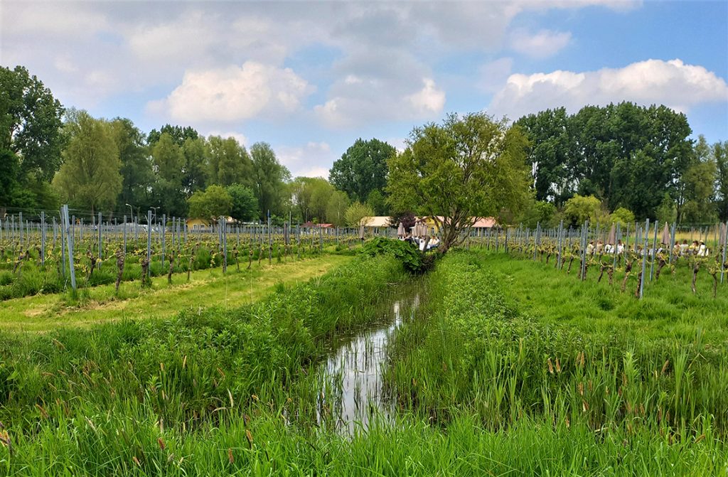 stadswijngaard Amstelveen