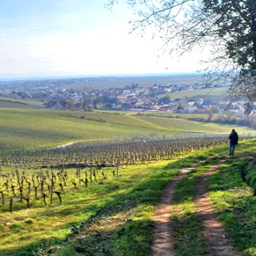wijnwandelen Pfalz Duitsland