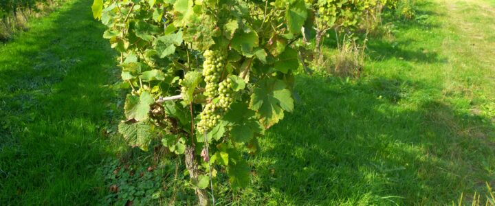 haspengouw-vino